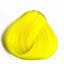 Bright Daffodil