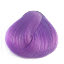 Wistera